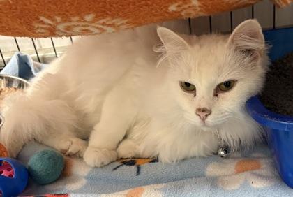 Enlarge Darnerys, an adopted Domestic Medium Hair in Plano, TX image 3/6