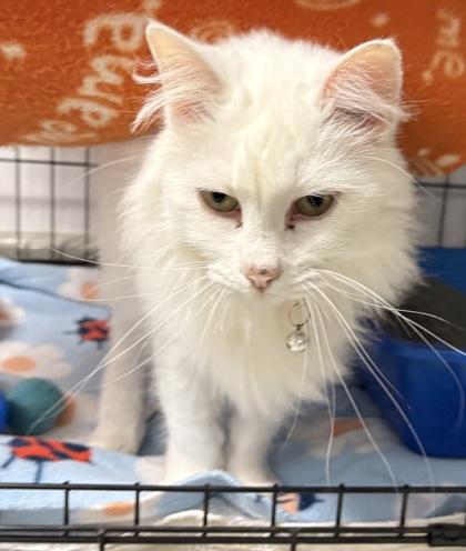 Enlarge Darnerys, an adopted Domestic Medium Hair in Plano, TX image 5/6