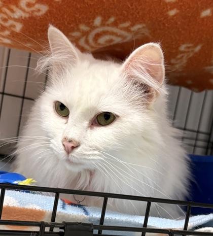 Enlarge Darnerys, an adopted Domestic Medium Hair in Plano, TX image 4/6