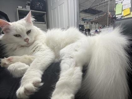 Darnerys, adopted, Adult Female Domestic Medium Hair.