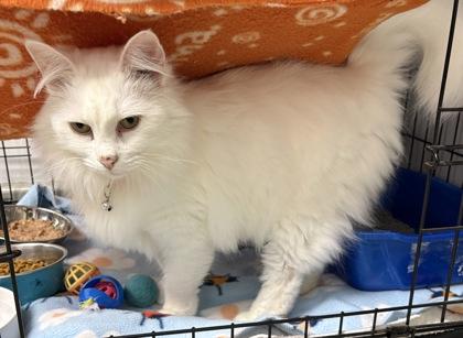 Enlarge Darnerys, an adopted Domestic Medium Hair in Plano, TX image 6/6