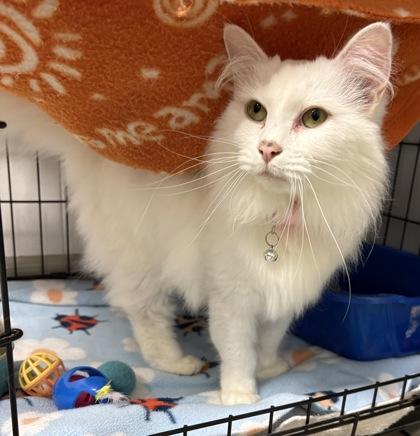 Enlarge Darnerys, an adopted Domestic Medium Hair in Plano, TX image 2/6