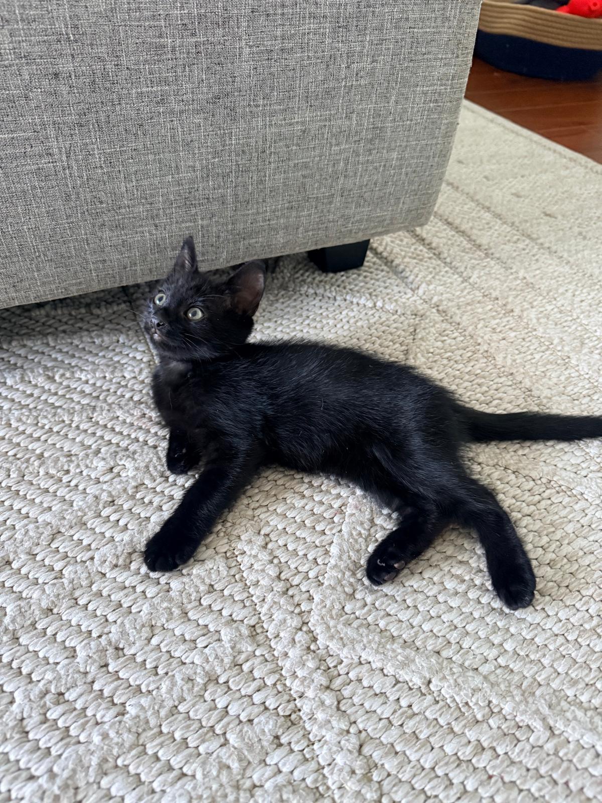 Enlarge Boo, a Adopted Domestic Short Hair in Jacksonville , FL image 2/3