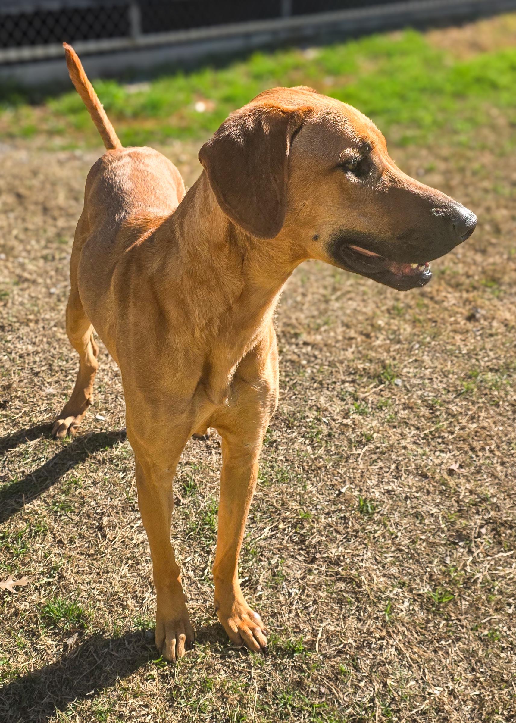 Enlarge Brownie , a Adoptable mixed breed in Portland, OR image 3/6