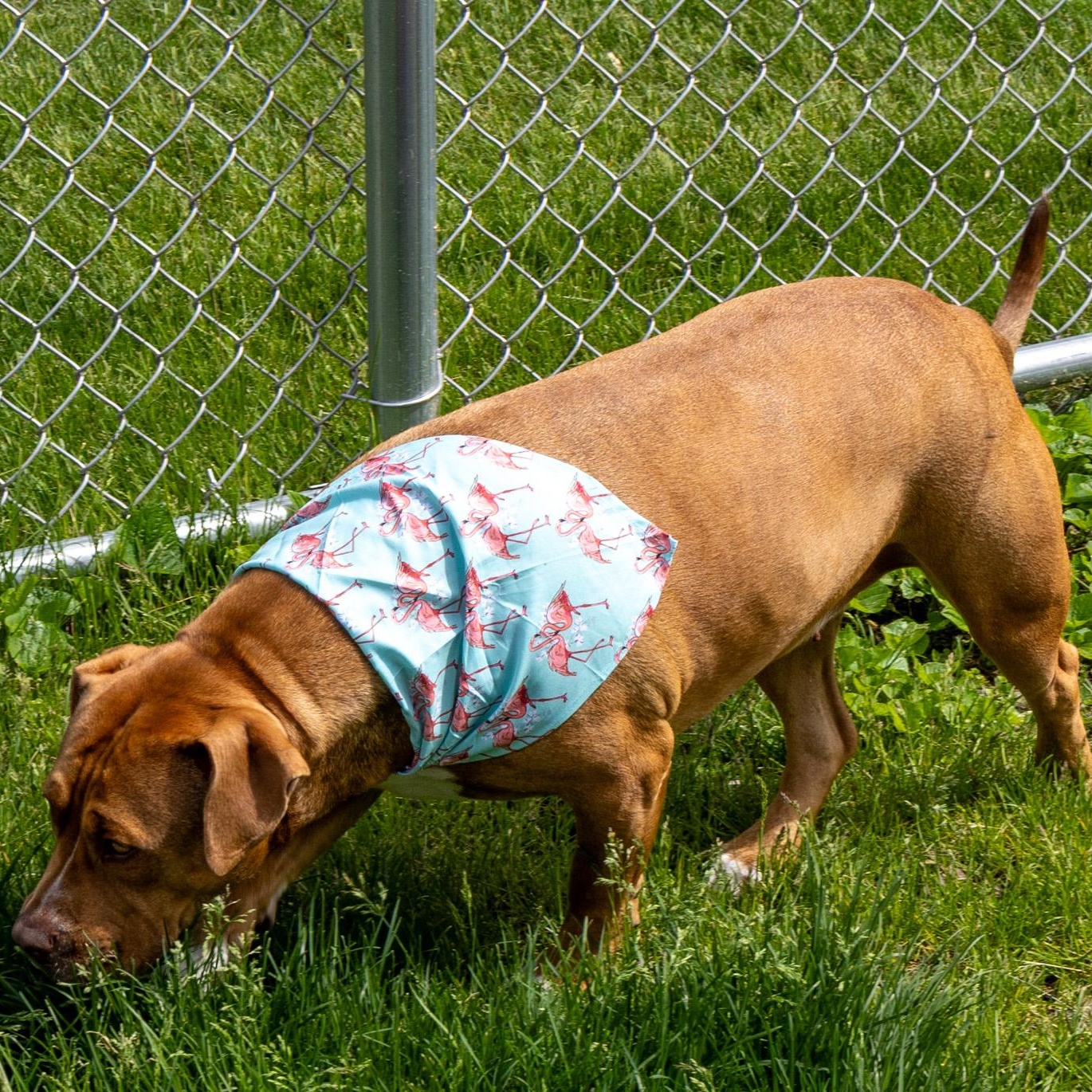 Enlarge Simone, an adopted Mixed Breed in Mount Pleasant, MI image 2/2