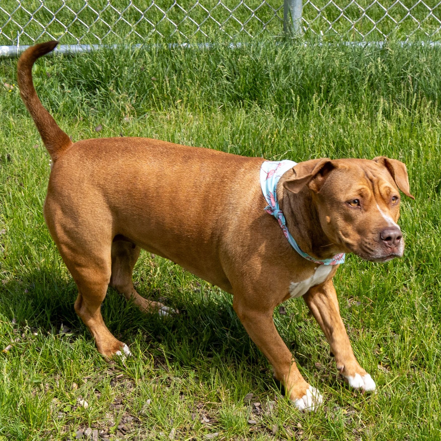 Enlarge Simone, an adopted Mixed Breed in Mount Pleasant, MI image 1/2