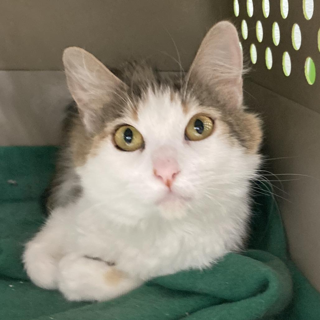 Sindy, Adoptable, Adult Female Domestic Long Hair.