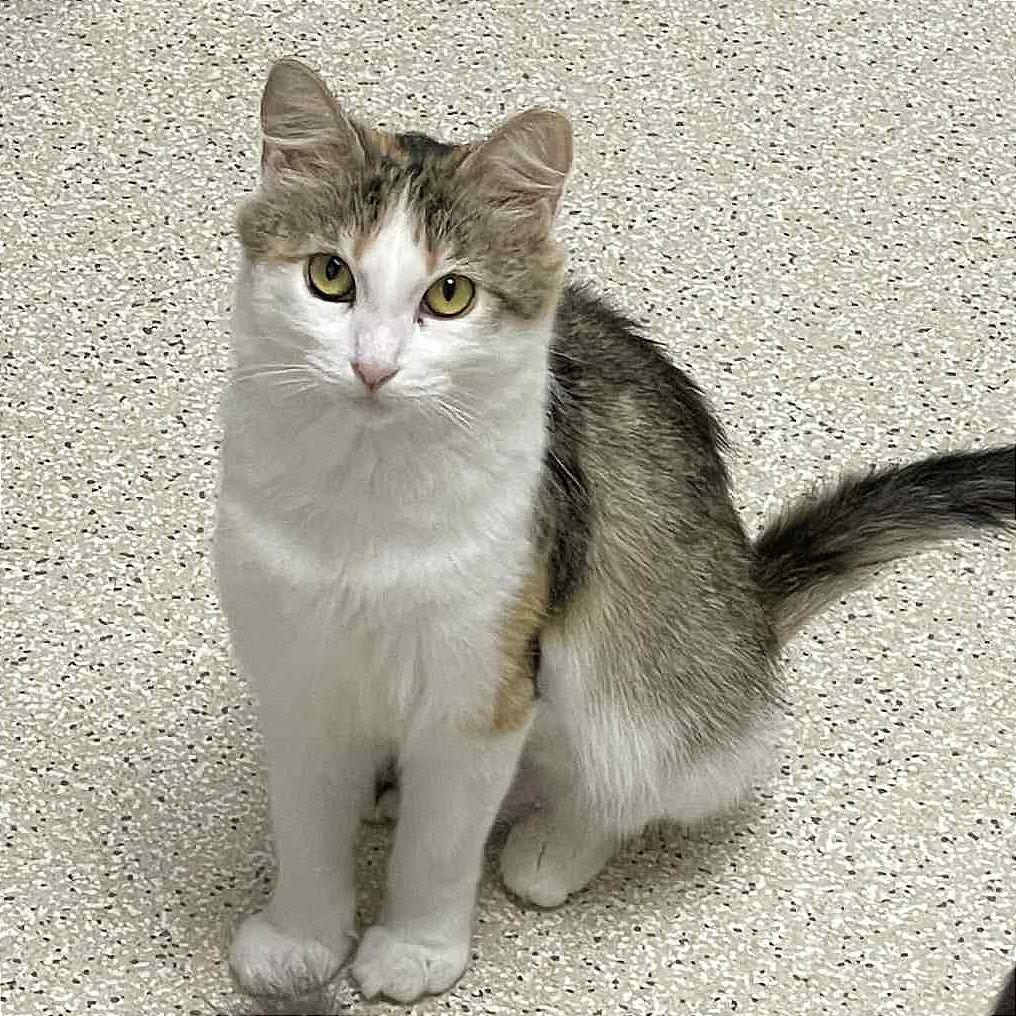 Enlarge Sindy, a Adoptable Domestic Long Hair in St. Helena, CA image 2/6