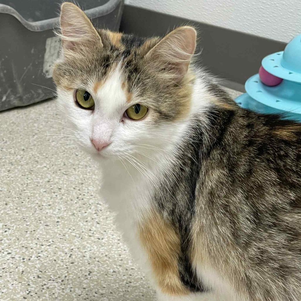 Enlarge Sindy, a Adoptable Domestic Long Hair in St. Helena, CA image 3/6