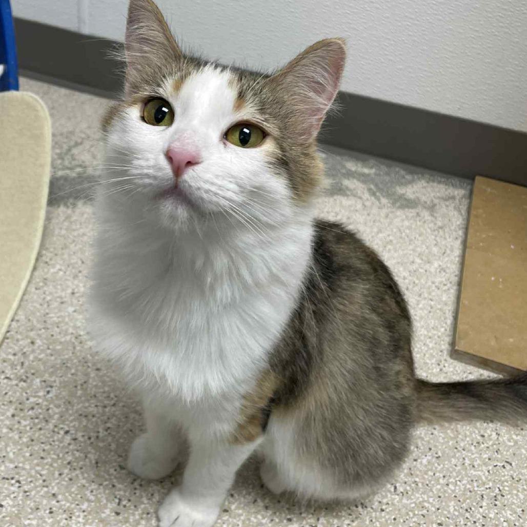 Enlarge Sindy, a Adoptable Domestic Long Hair in St. Helena, CA image 3/6