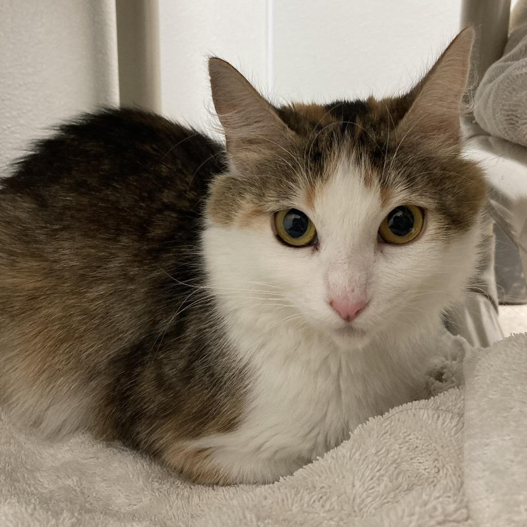 Sindy, a Adoptable Domestic Short Hair in St. Helena, CA image 1/6