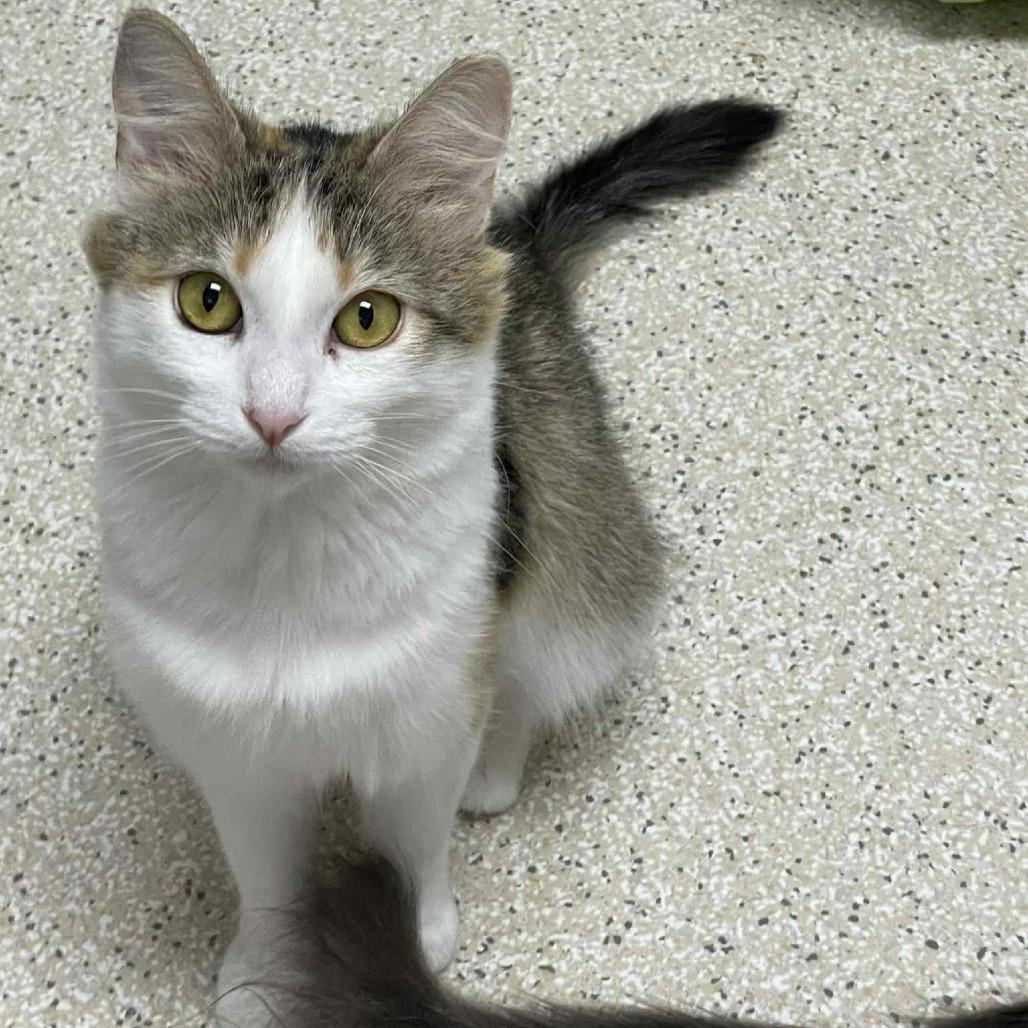 Enlarge Sindy, a Adoptable Domestic Long Hair in St. Helena, CA image 5/6