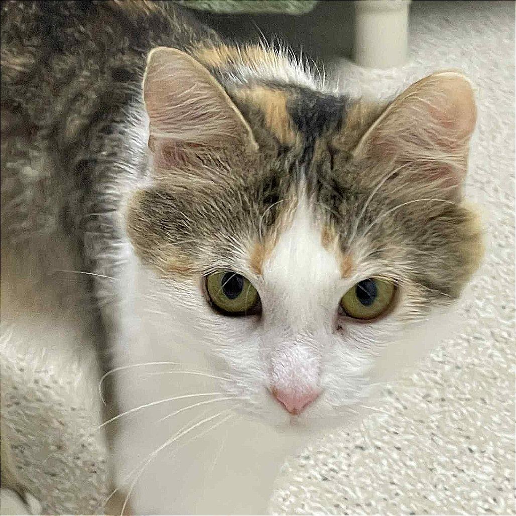 Enlarge Sindy, a Adoptable Domestic Long Hair in St. Helena, CA image 6/6