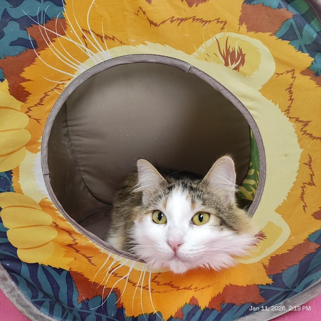 Enlarge Sindy, a Adoptable Domestic Long Hair in St. Helena, CA image 6/6