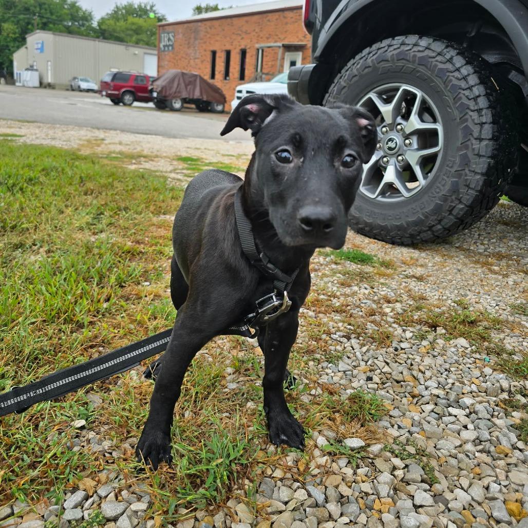 Enlarge Sassy, a Adoptable Shar-Pei in Jasper, IN image 2/3