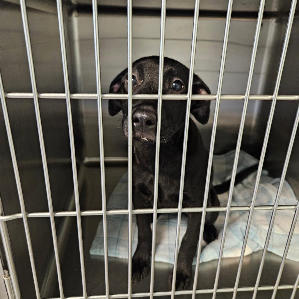 Enlarge Sassy, a Adoptable Shar-Pei in Jasper, IN image 3/3