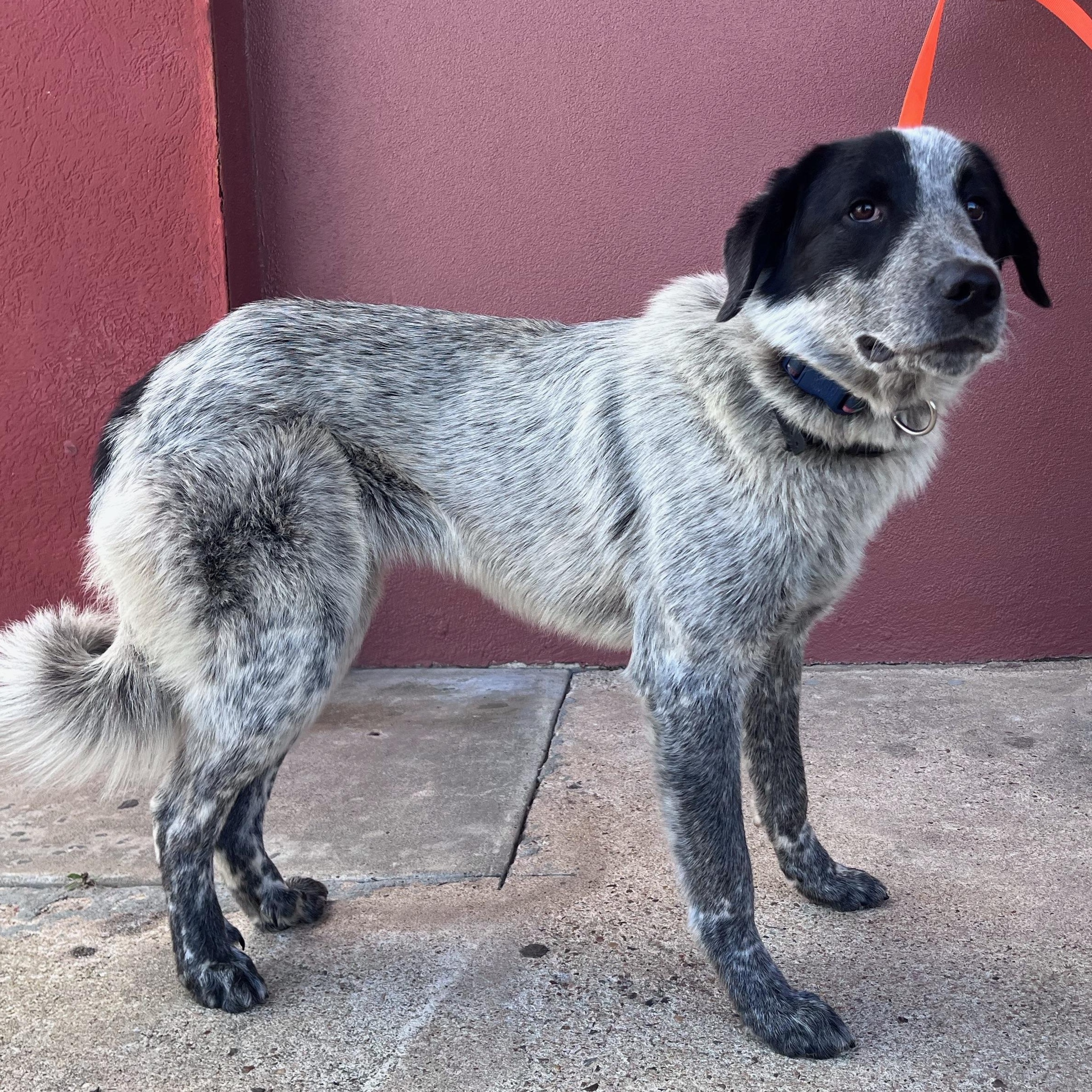 Maggie - Gentle Loving Sweetheart, ADOPTABLE, Adult Female Great Pyrenees & Australian Cattle Dog / Blue Heeler.