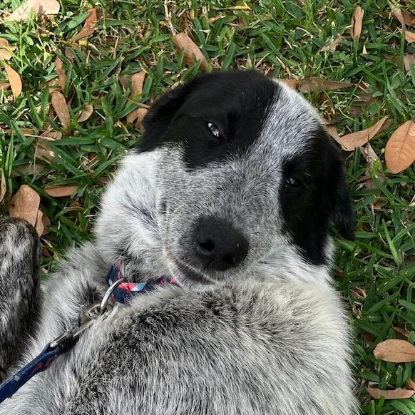 Enlarge Maggie - Gentle Loving Sweetheart, an adoption pending mixed breed in League City, TX image 2/3