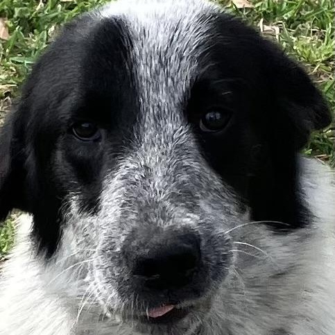 Enlarge Maggie - Gentle Loving Sweetheart, an adoption pending mixed breed in League City, TX image 3/3