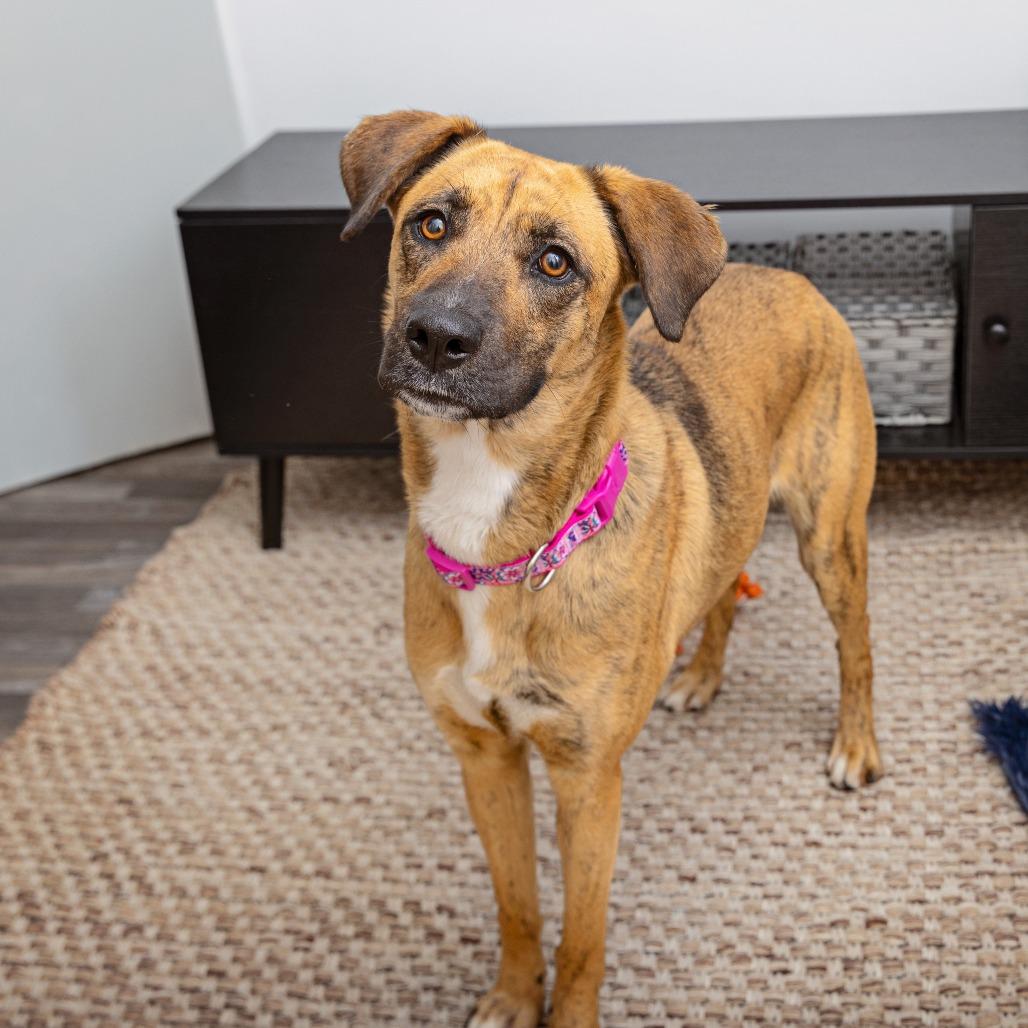 Shirley, Adoptable, Young Female Boxer & Husky.