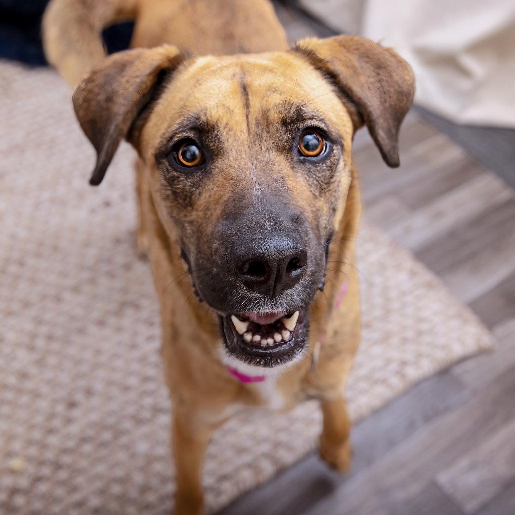 Enlarge Shirley, a Adoptable mixed breed in Los Angeles, CA image 2/2