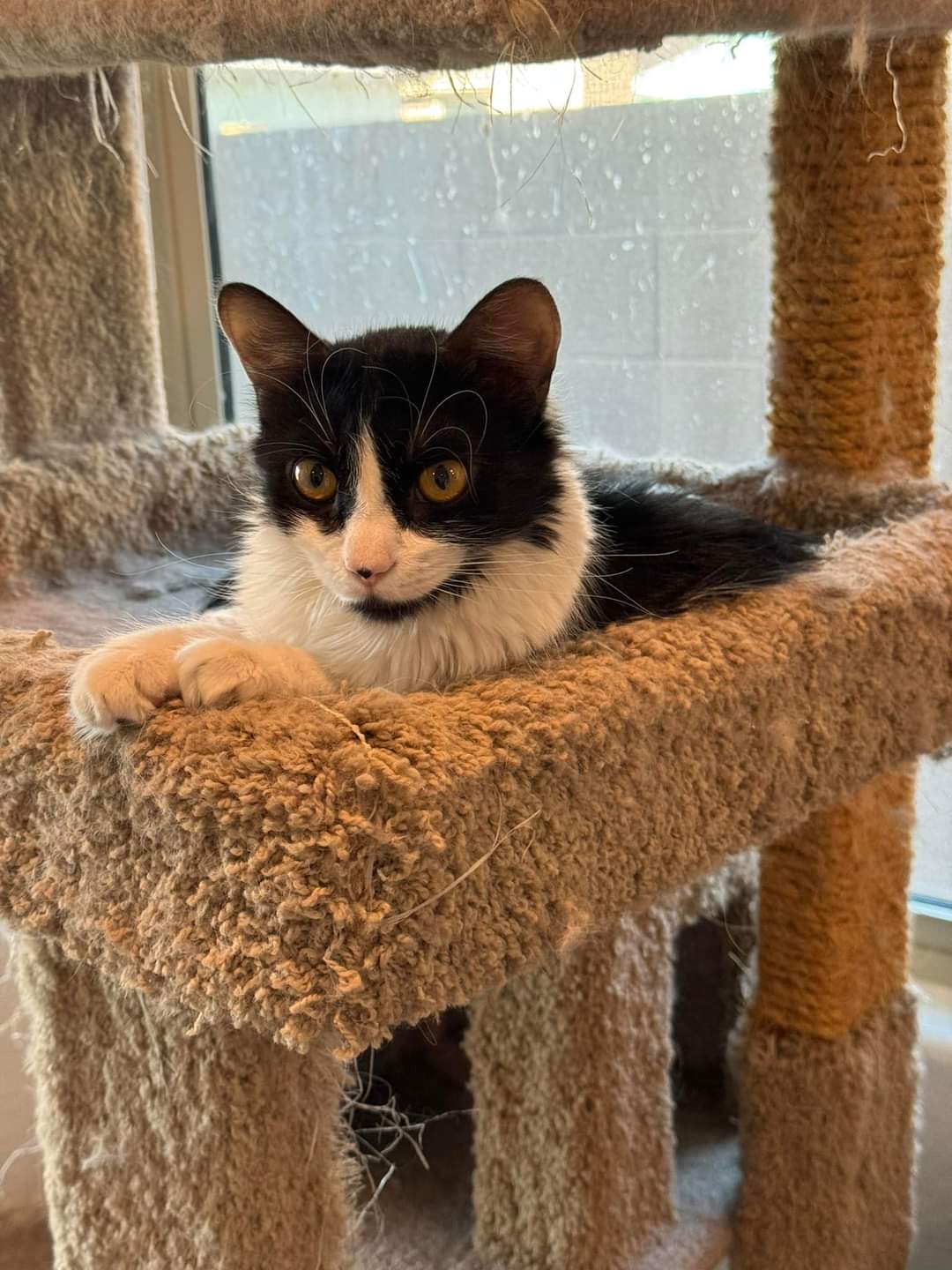 Felicia, a Adoptable Domestic Medium Hair in Youngtown, AZ image 1/3