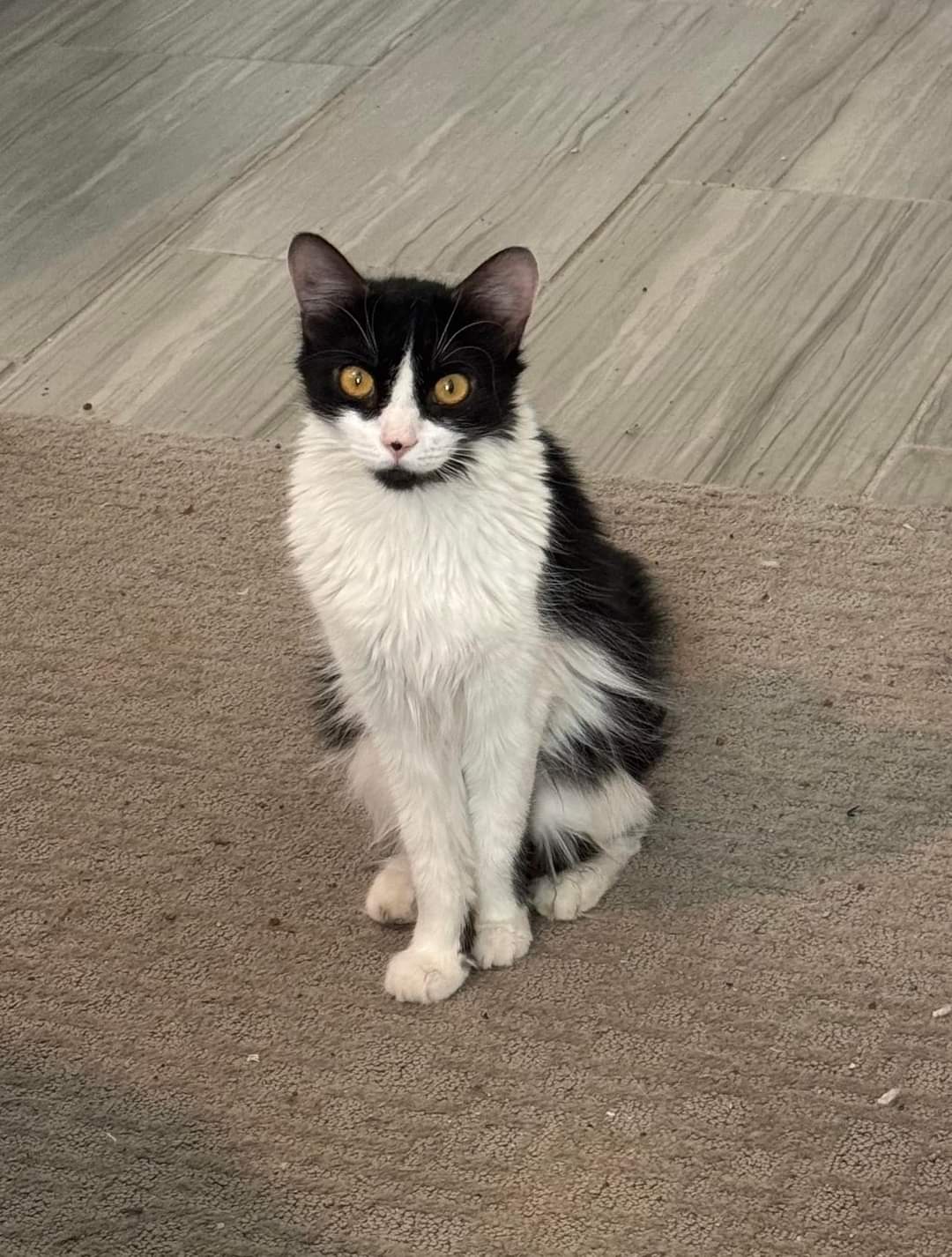 Felicia, a Adoptable Domestic Medium Hair in Youngtown, AZ image 2/3