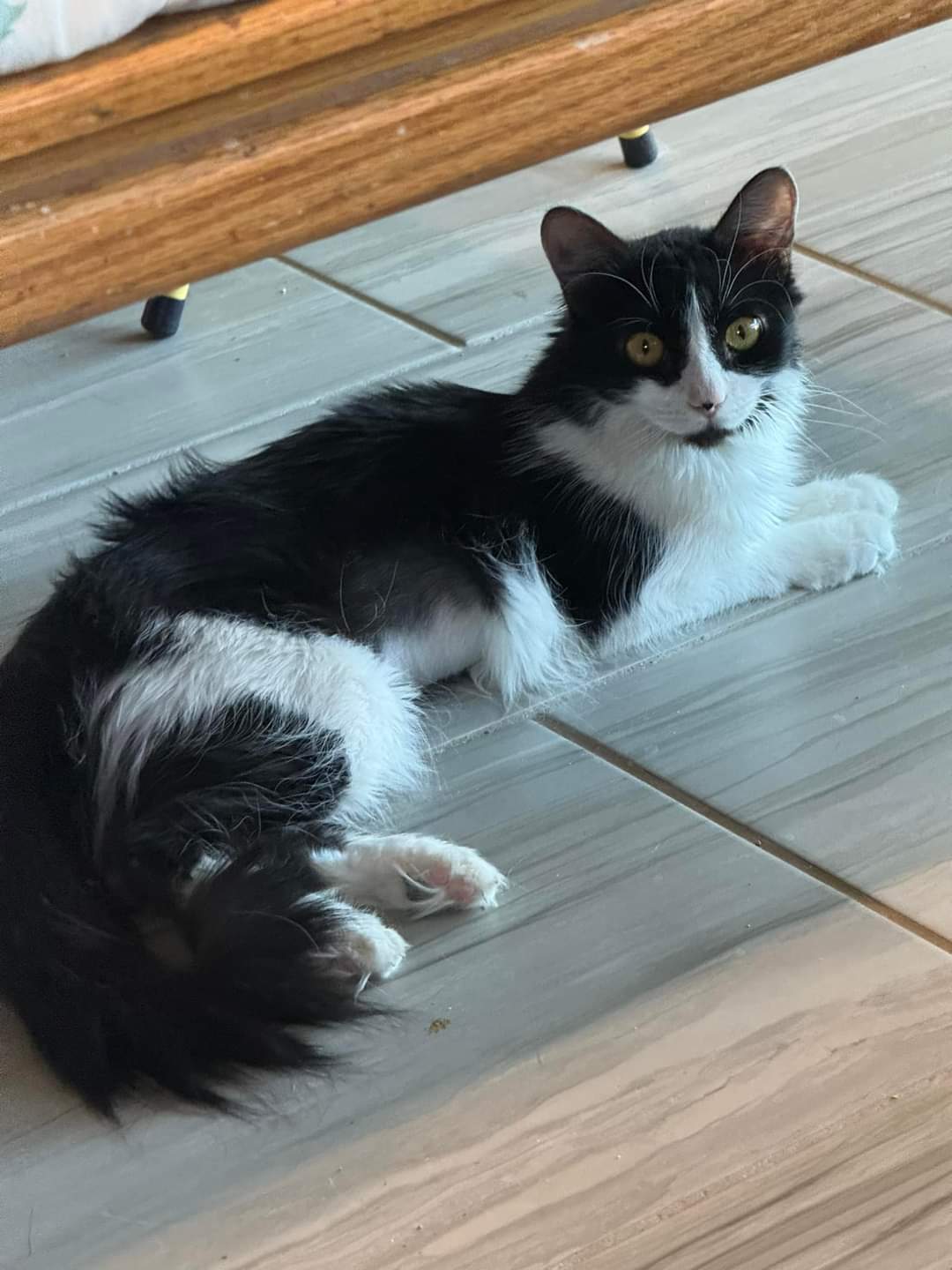 Felicia, a Adoptable Domestic Medium Hair in Youngtown, AZ image 3/3