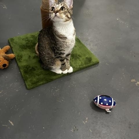 Margo, Adoptable, Young Female Domestic Short Hair.