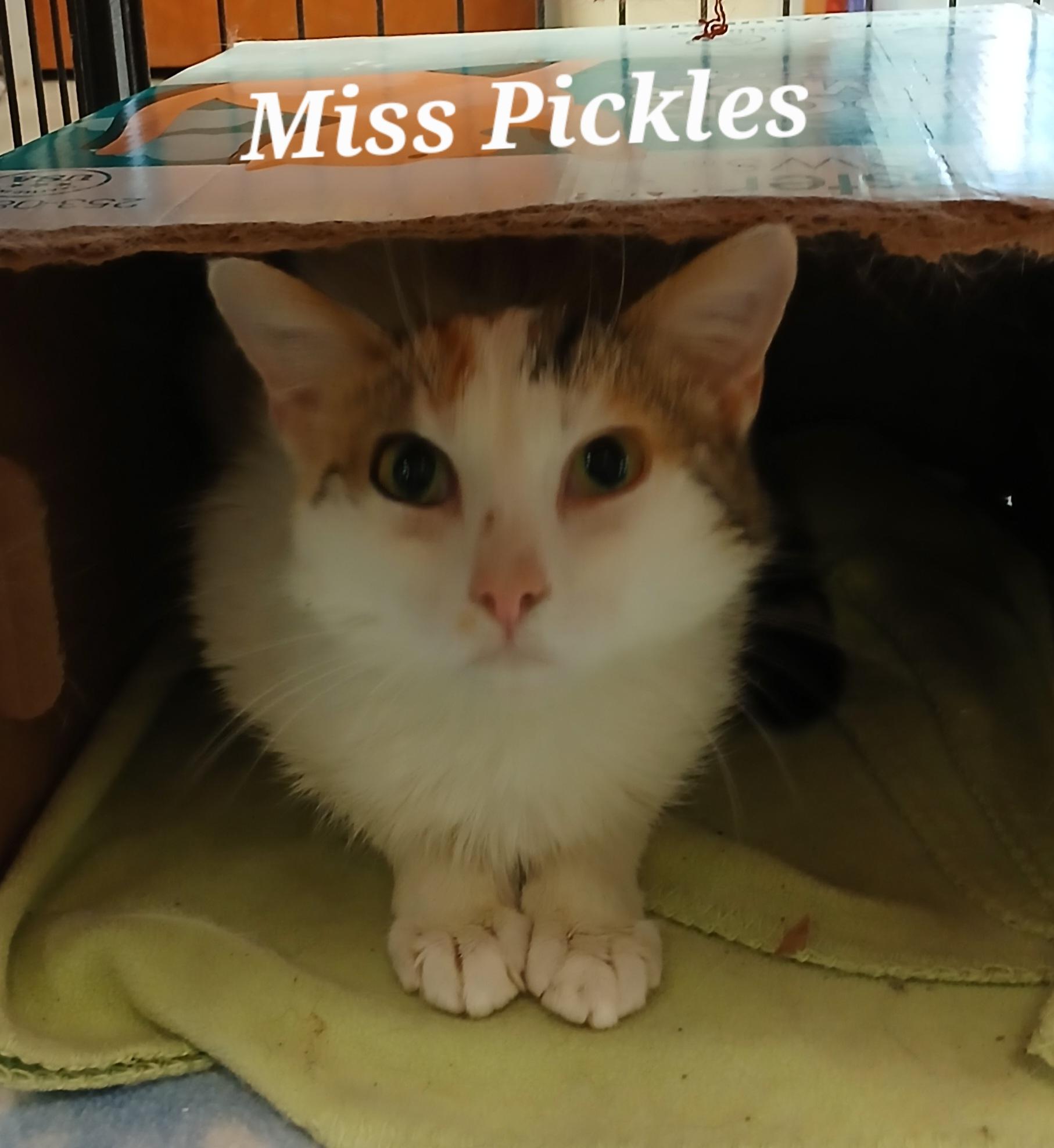 Miss Pickles, Adult Female unknown