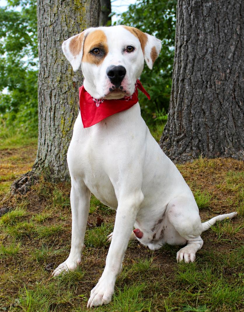 Memphis, ADOPTABLE, Adult Male Mixed Breed.