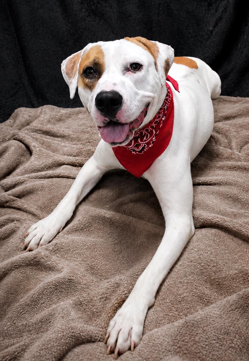 Enlarge Memphis, a ADOPTABLE Mixed Breed in Cheboygan, MI image 2/6