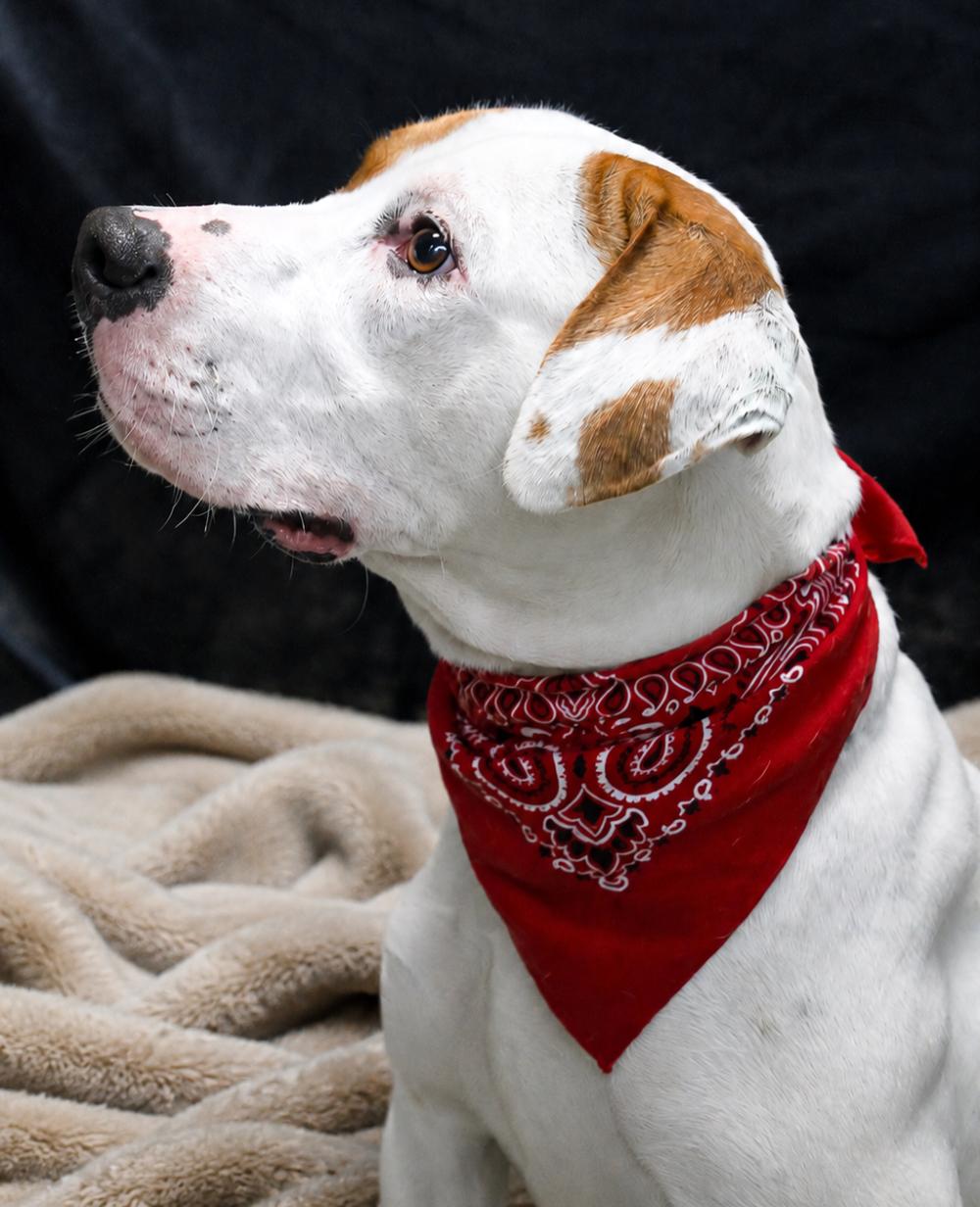Enlarge Memphis, a ADOPTABLE Mixed Breed in Cheboygan, MI image 3/6