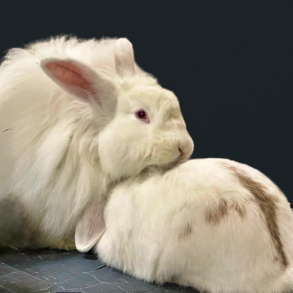 Willow with Buffy, Adoptable, Adult Female Angora Rabbit.