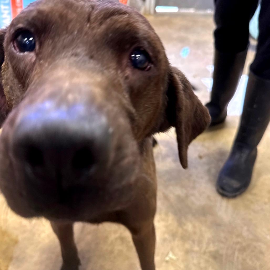 Flip - 012314U, Adoptable, Adult Male Mixed Breed.