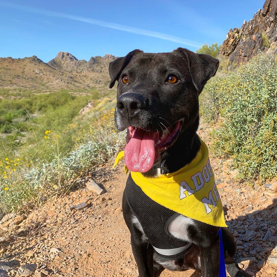 Rocket, Adoptable, Adult Male Labrador Retriever.