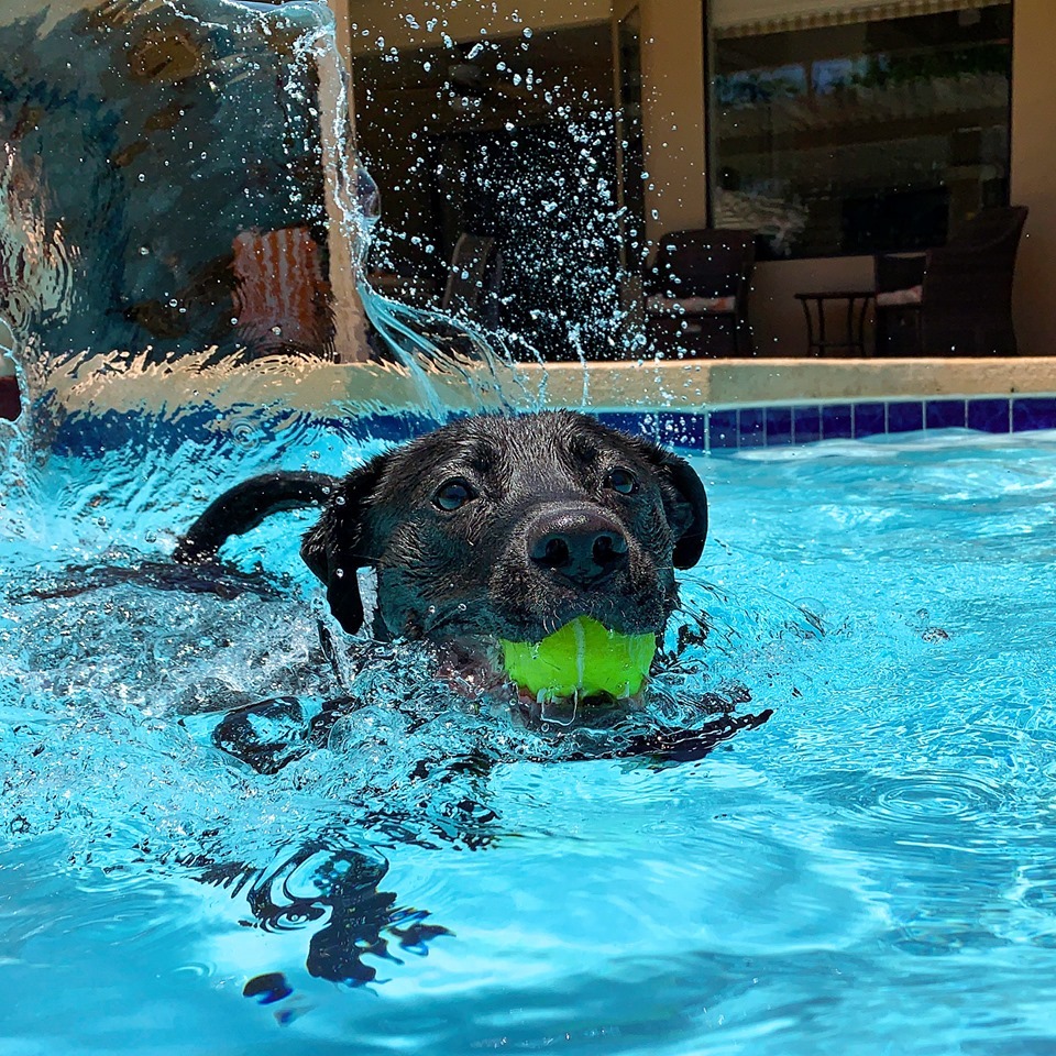 Rocket, a Adoptable Labrador Retriever in Phoenix, AZ image 6/6