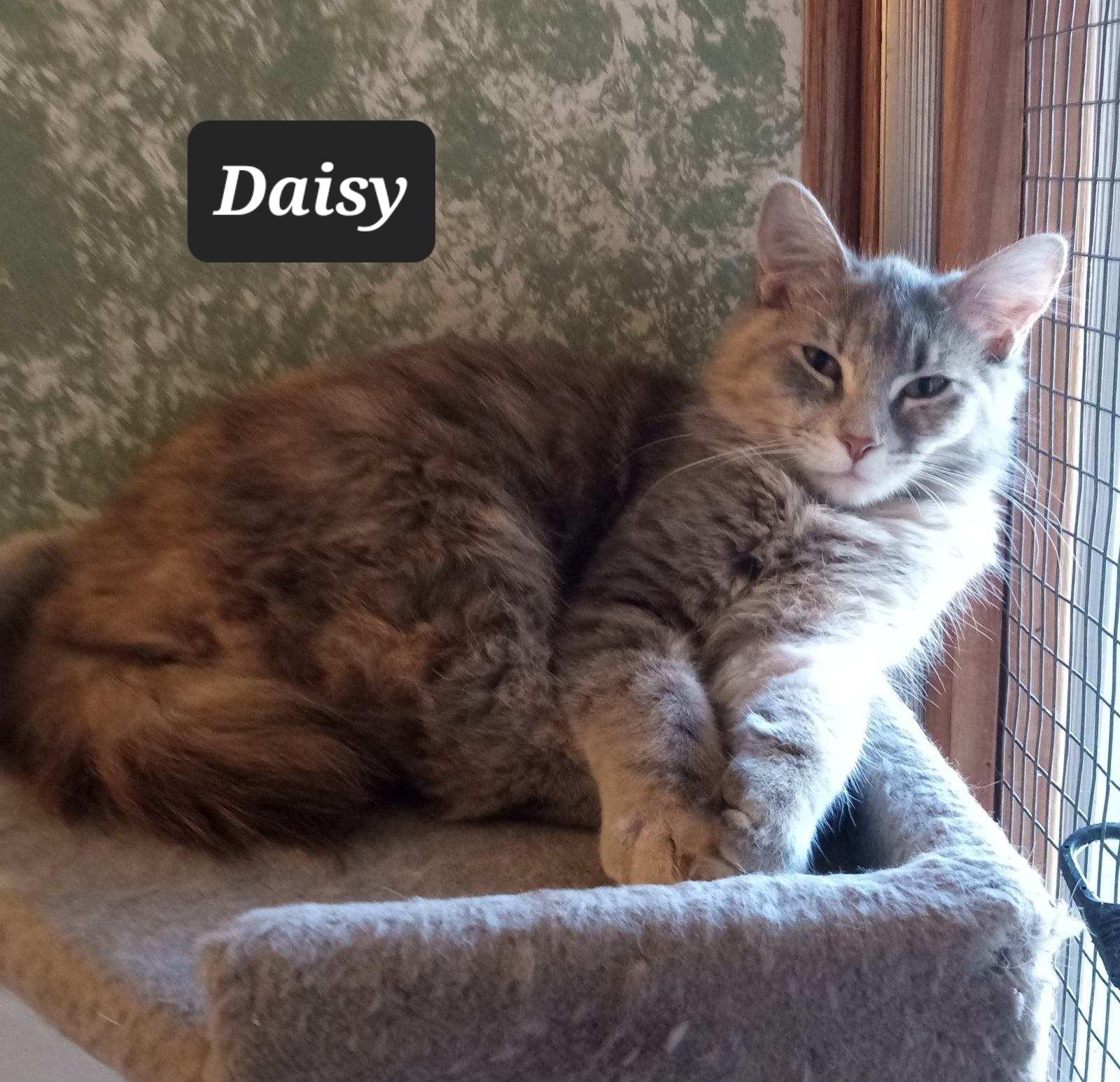 Daisy, Young Female Domestic Medium Hair