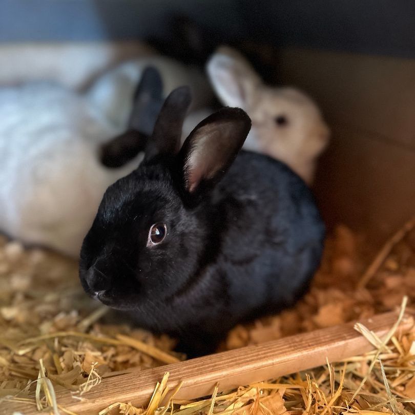 Enlarge Lily & Blackberry, a Adoptable Bunny Rabbit in Seguin, TX image 1/6