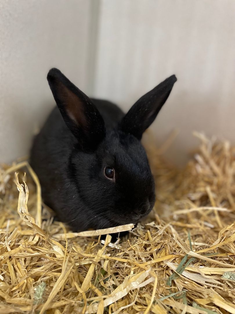 Enlarge Lily & Blackberry, a Adoptable Bunny Rabbit in Seguin, TX image 2/6