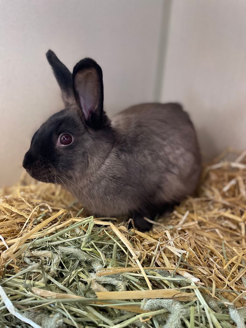 Enlarge Lily & Blackberry, a Adoptable Bunny Rabbit in Seguin, TX image 3/6