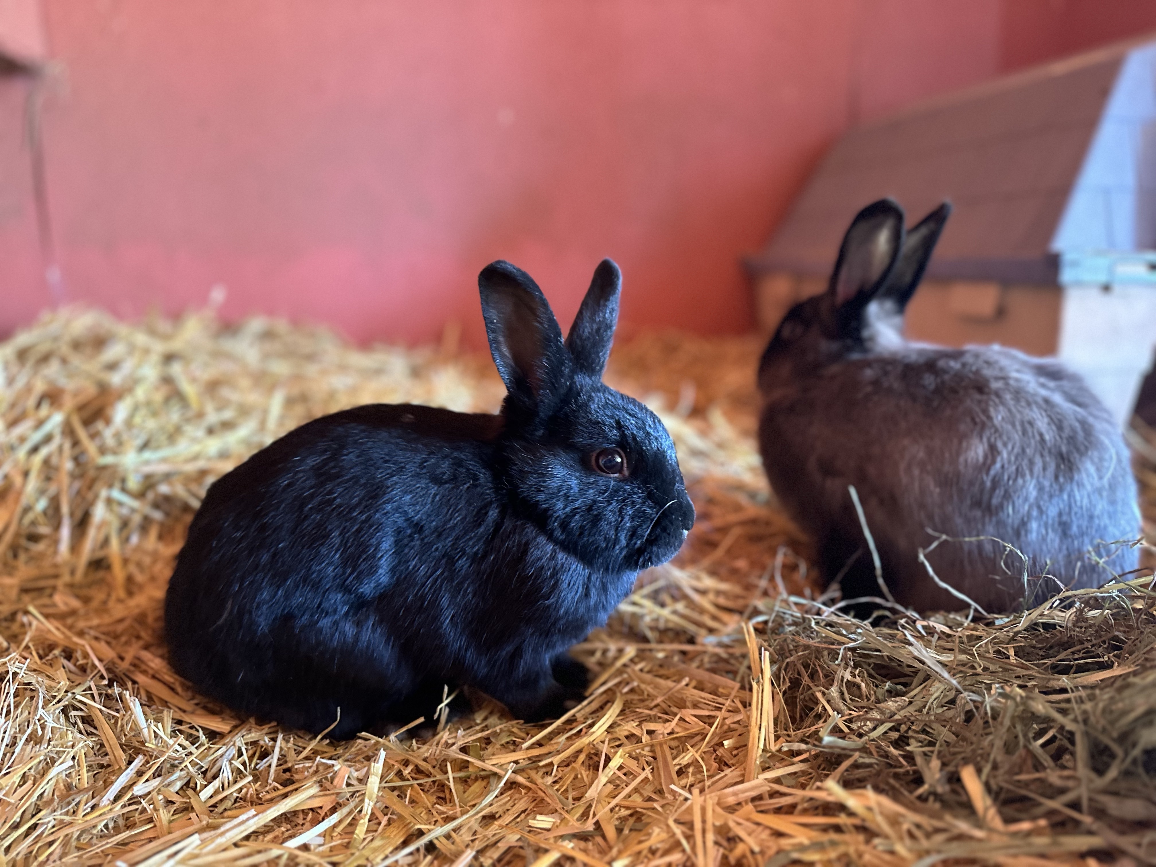 Enlarge Lily & Blackberry, a Adoptable Bunny Rabbit in Seguin, TX image 4/6