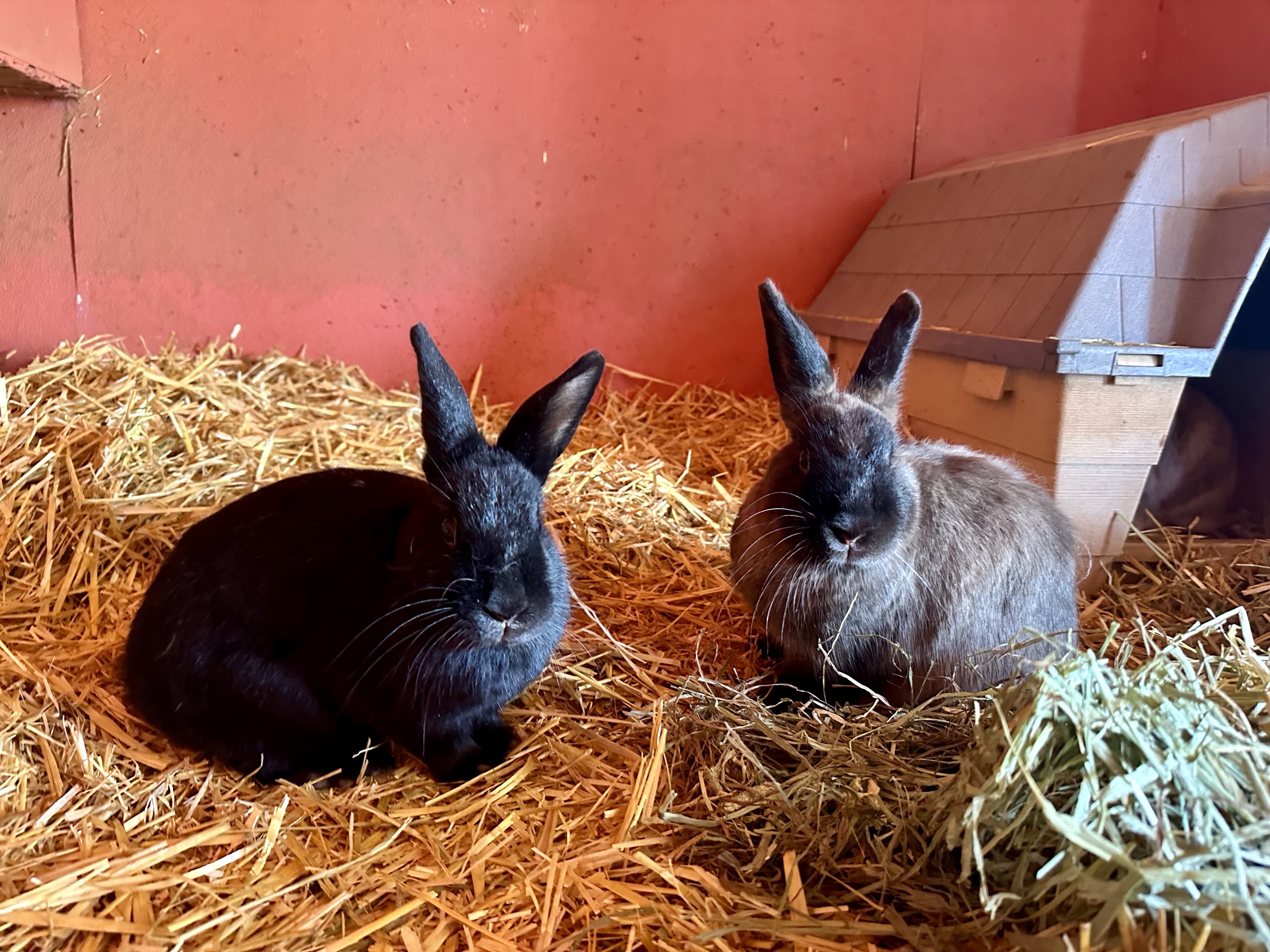 Lily & Blackberry, Adoptable, Young Female Bunny Rabbit.