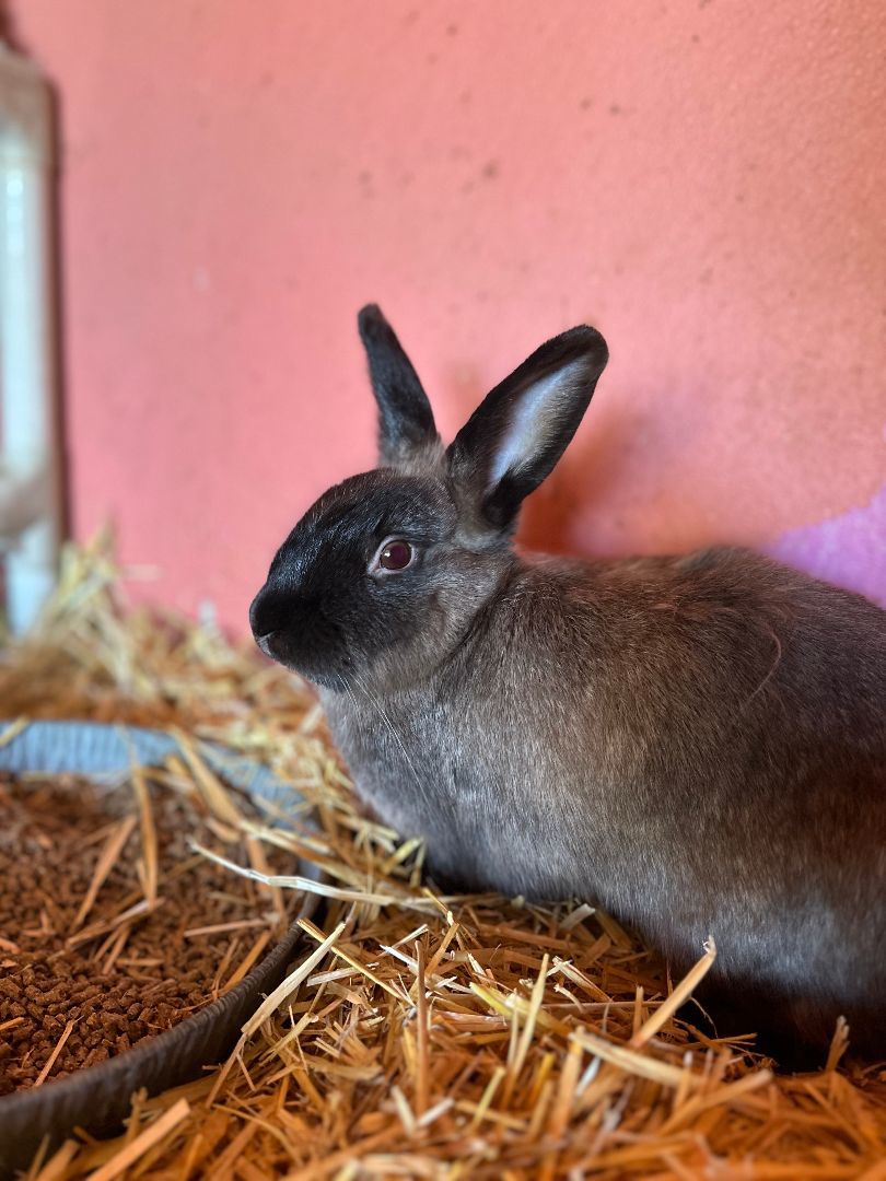 Enlarge Lily & Blackberry, a Adoptable Bunny Rabbit in Seguin, TX image 6/6