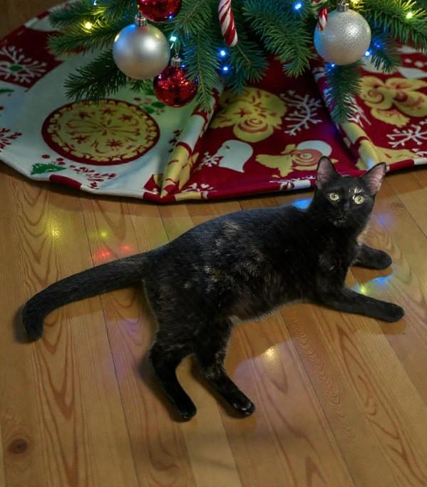 Enlarge Harlee — A Playful Tortie with a Dash of Sass, a Adoptable mixed breed in Hillsboro, TX image 2/6