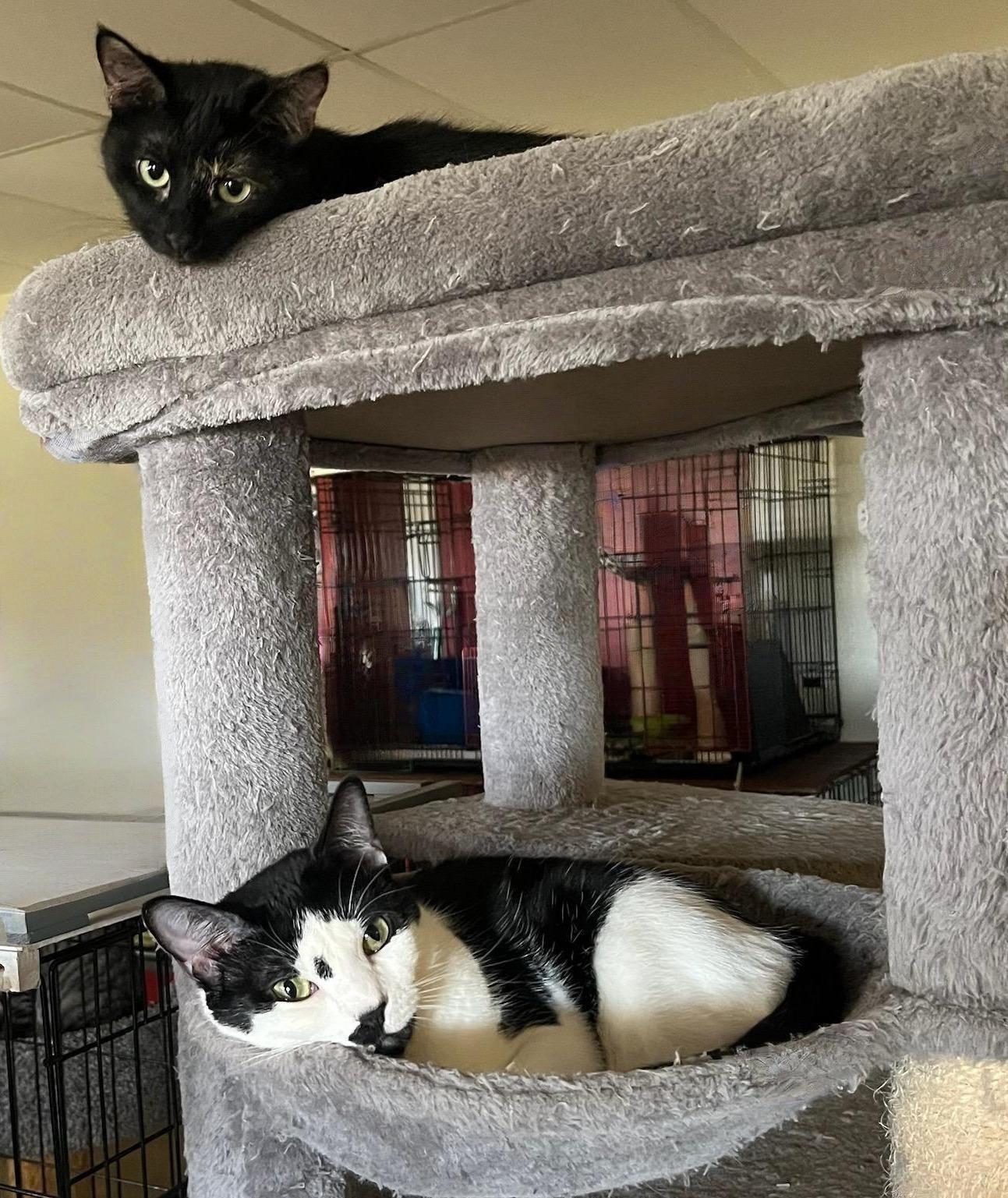 Enlarge Harlee — A Playful Tortie with a Dash of Sass, a Adoptable mixed breed in Hillsboro, TX image 6/6