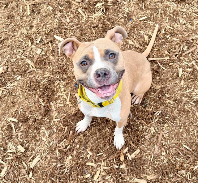Enlarge SHILOH, a Adoptable Pit Bull Terrier in Denver, CO image 1/1