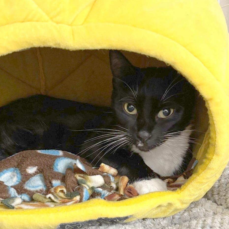 Trixie, Adoptable, Young Female Domestic Medium Hair.