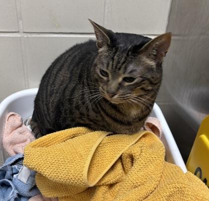 Enlarge Freckles, a Adoptable mixed breed in Chesapeake, VA image 1/3