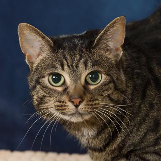 Enlarge Freckles, a Adoptable mixed breed in Chesapeake, VA image 2/3